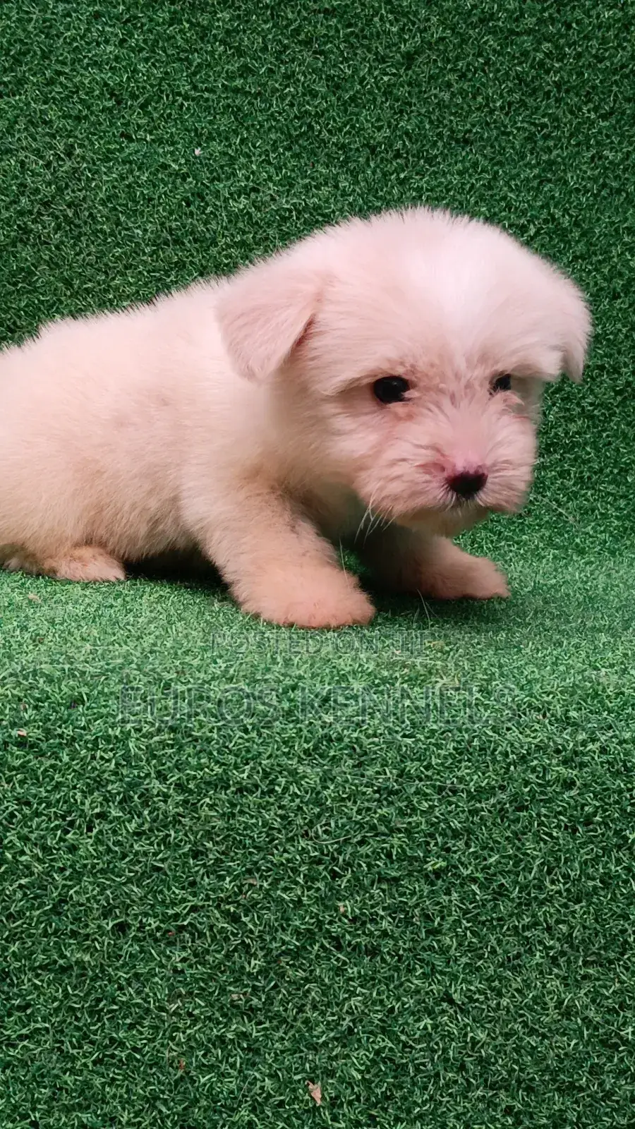 1-3 months Female Purebred Havanese
