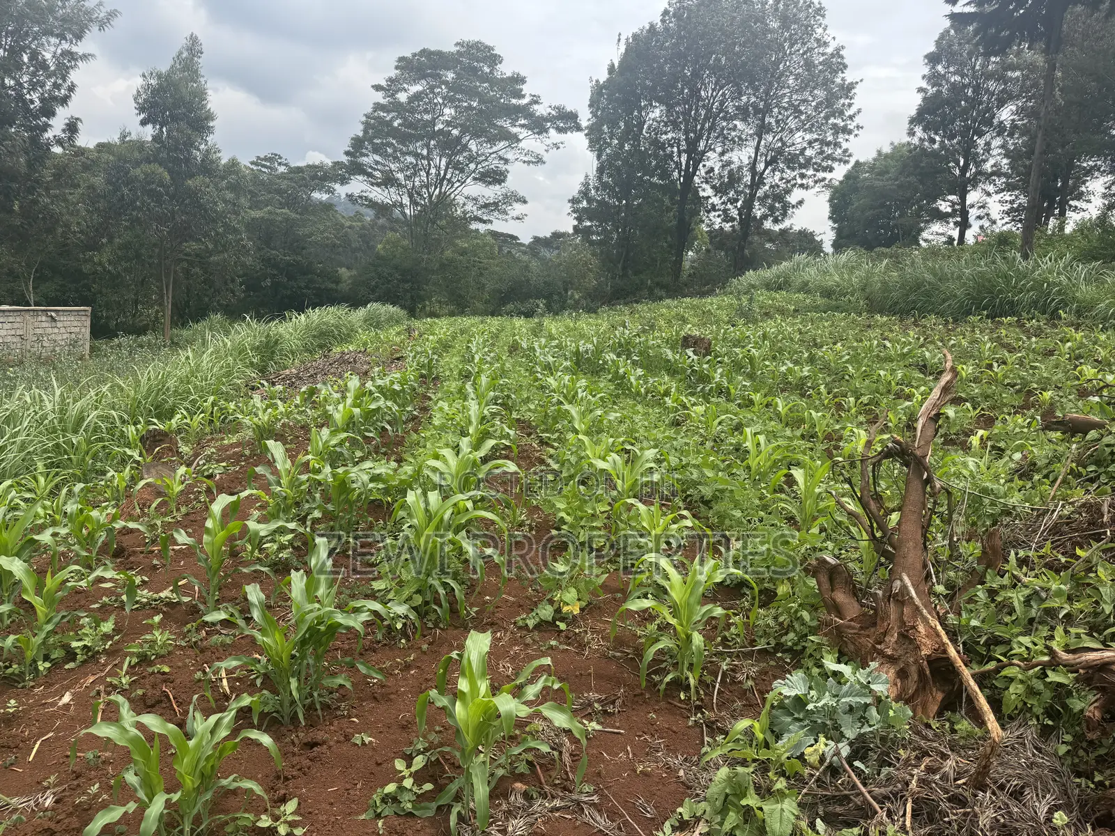 Quater Acre Ngere Road Kibiku
