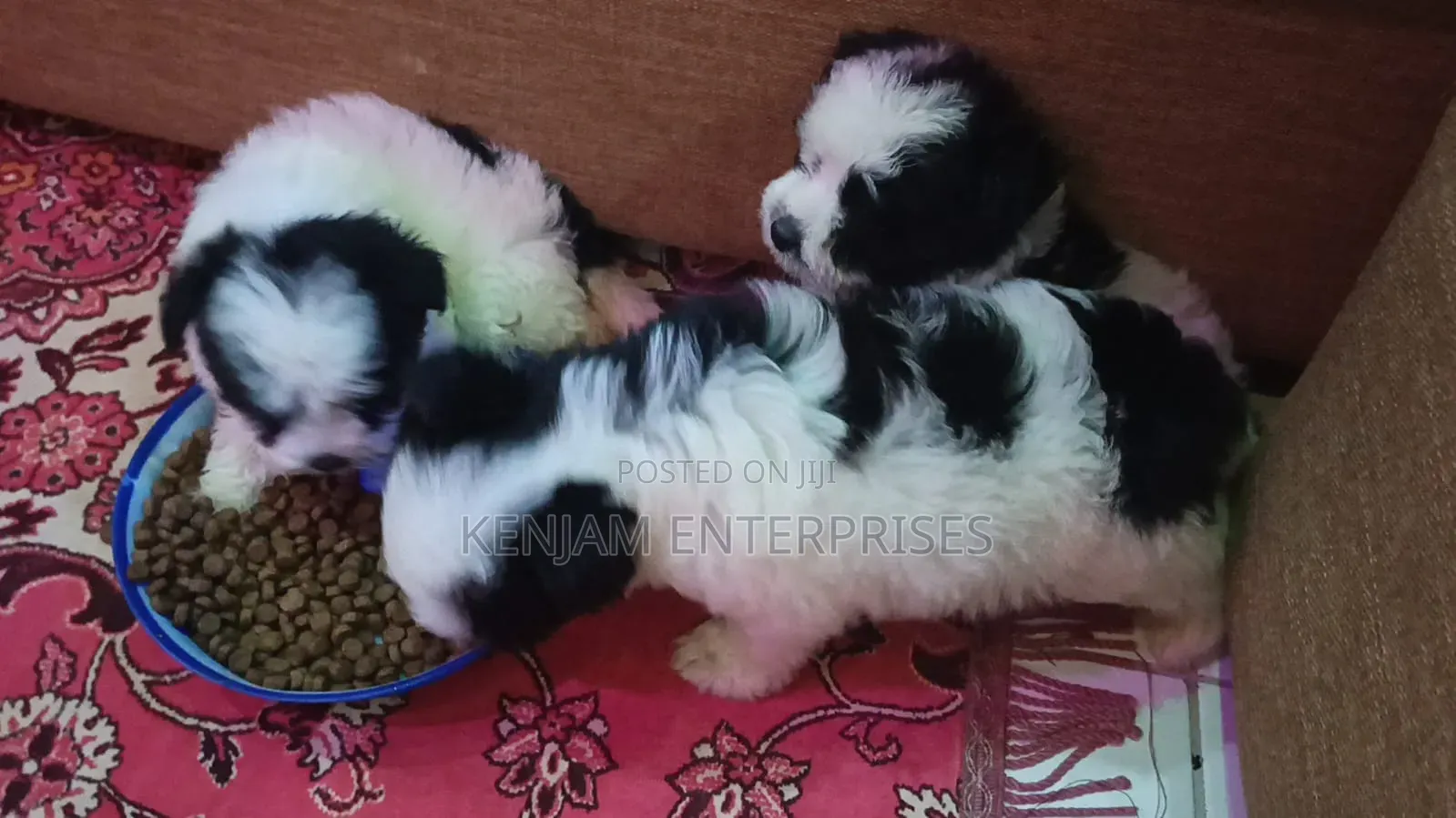1-3 months Male Purebred Havanese