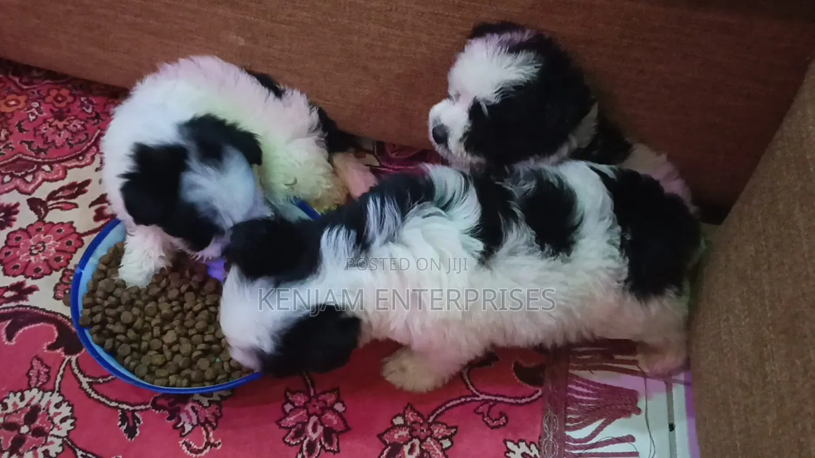 1-3 months Female Purebred Havanese