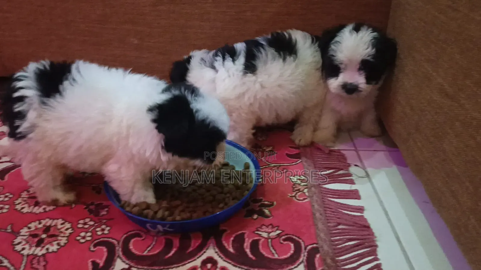 1-3 months Female Purebred Havanese
