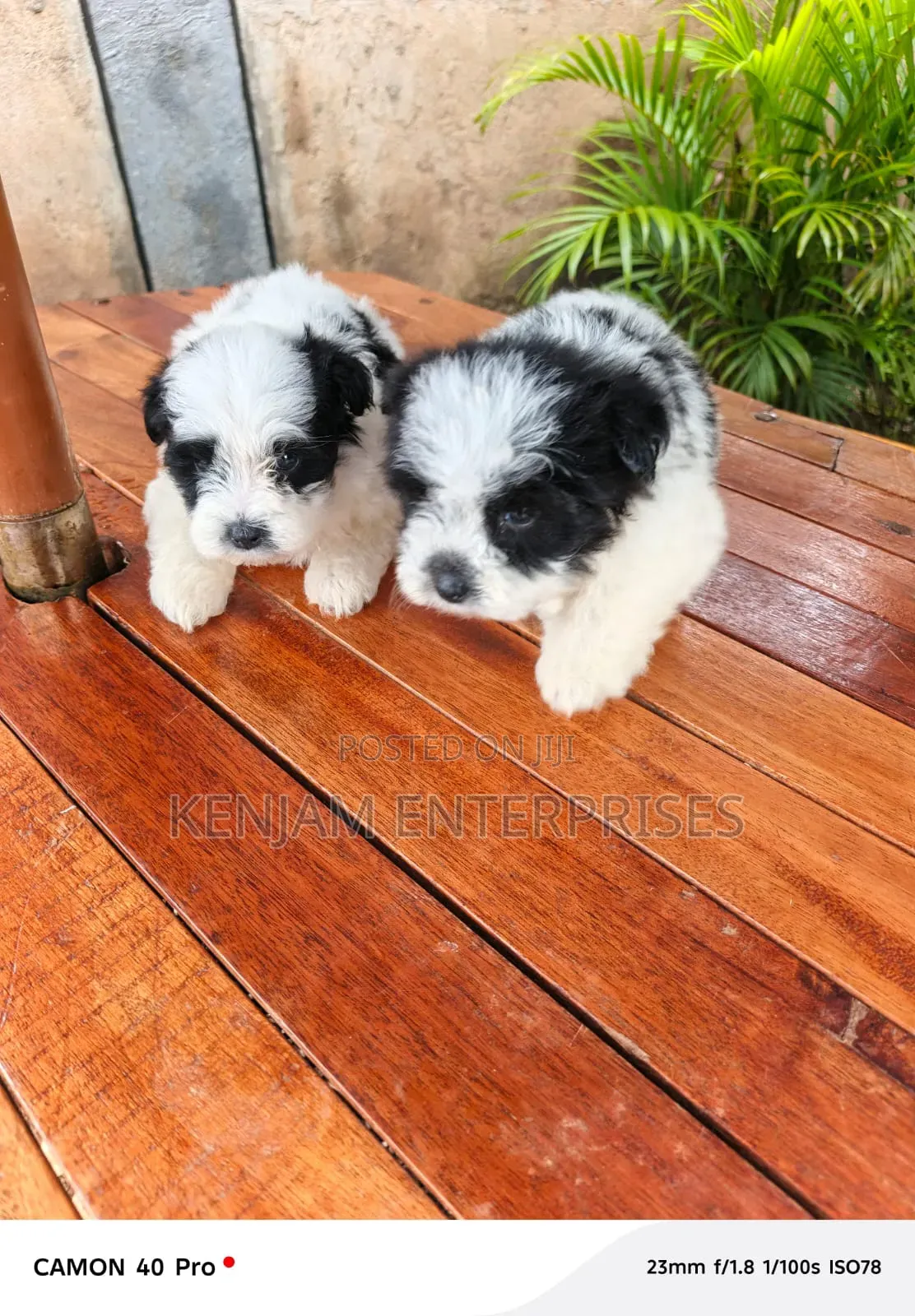 1-3 months Female Purebred Havanese