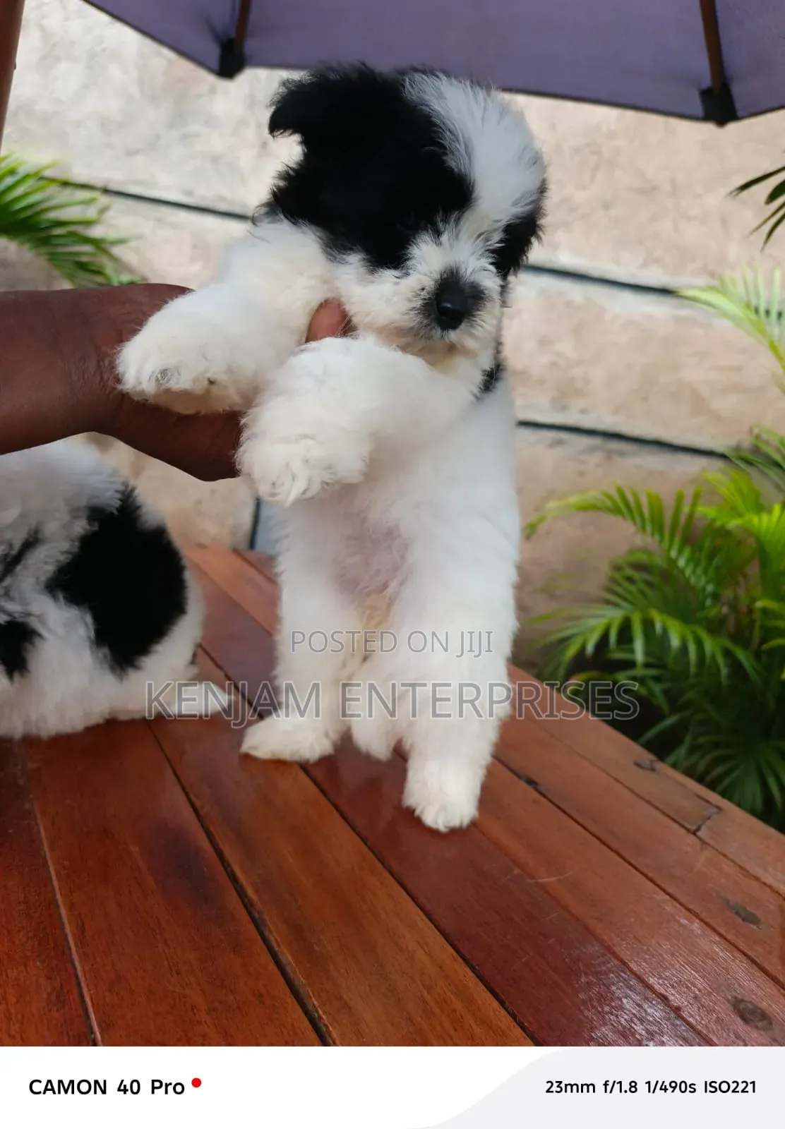 1-3 months Male Purebred Havanese