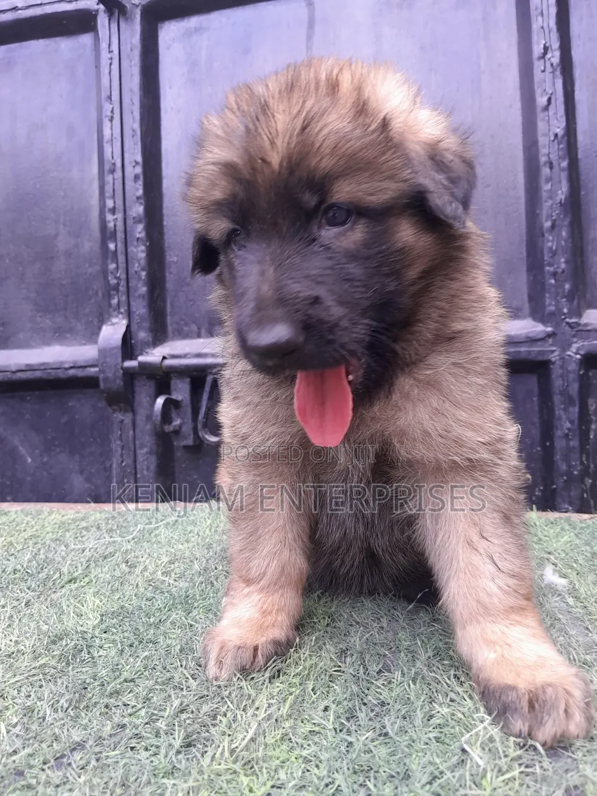 1-3 months Male Purebred German Shepherd