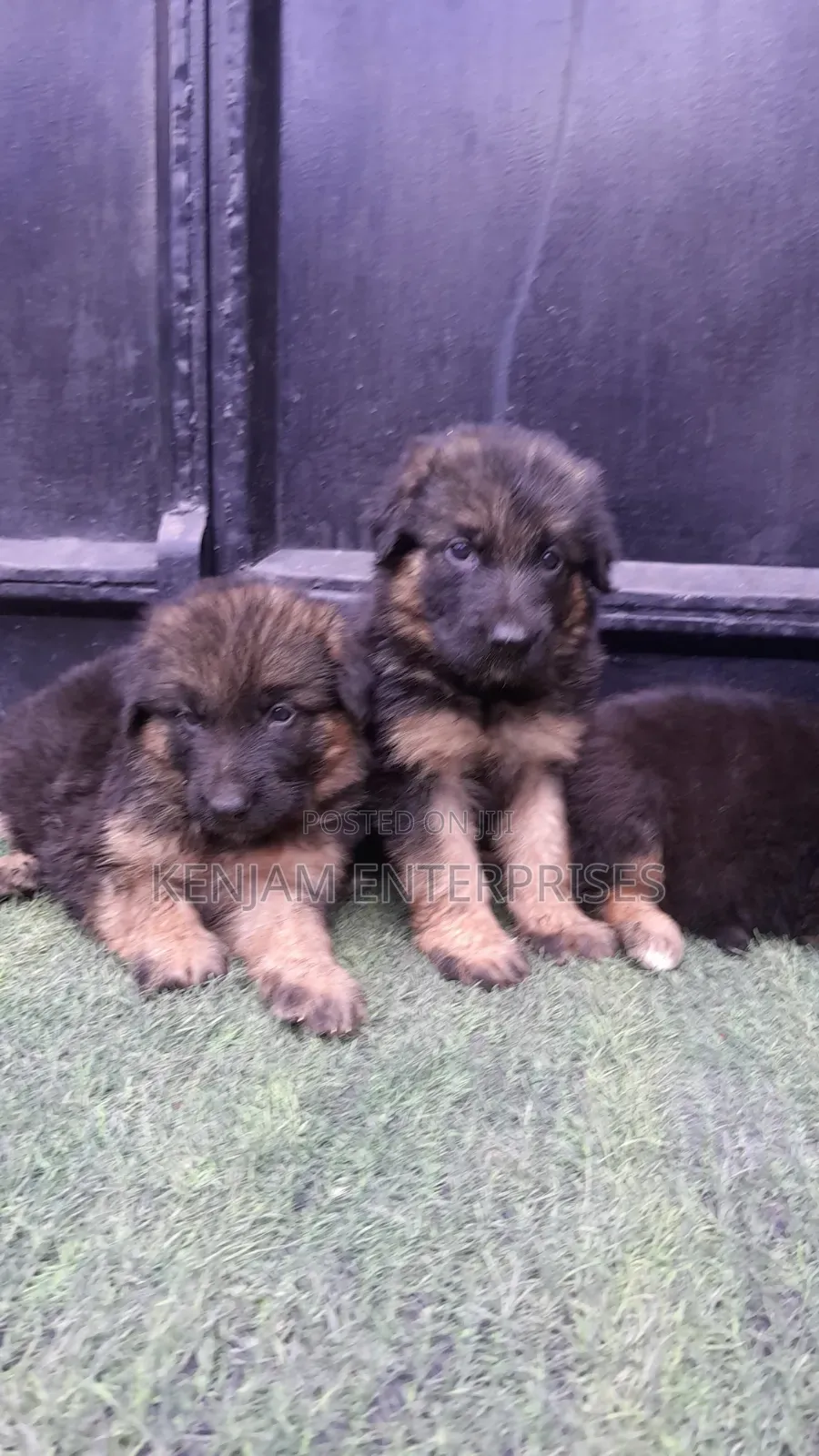 1-3 months Female Purebred German Shepherd