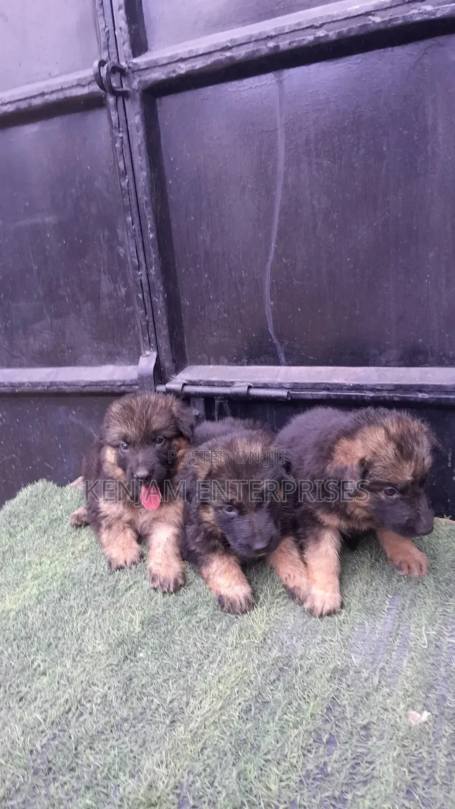 1-3 months Female Purebred German Shepherd