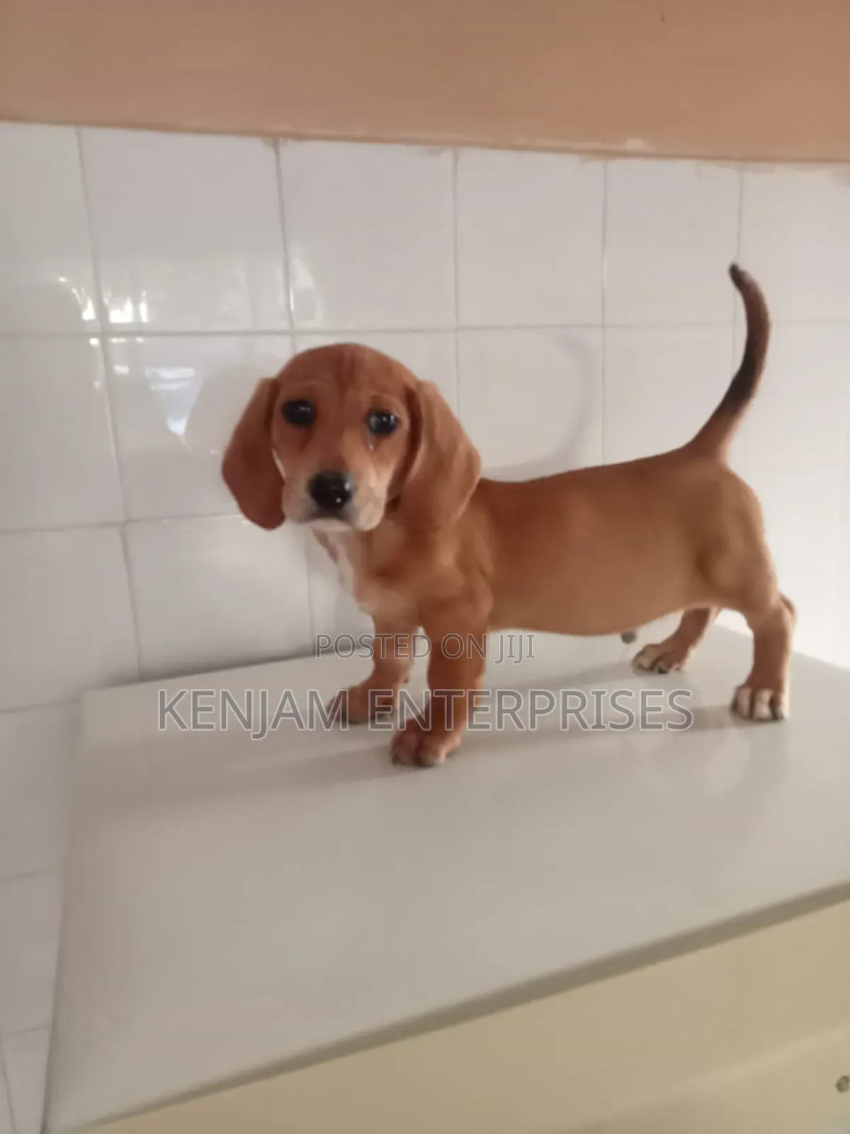 1-3 months Male Purebred Dachshund