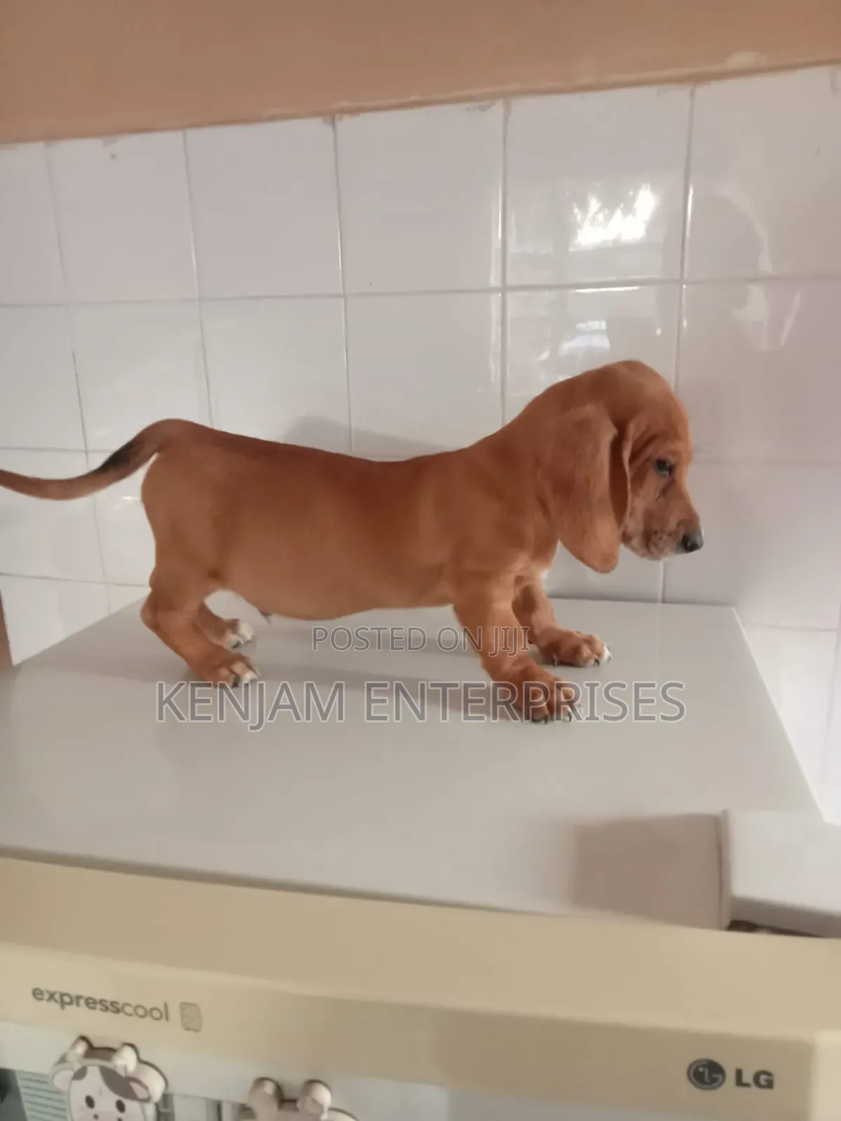 1-3 months Male Purebred Dachshund