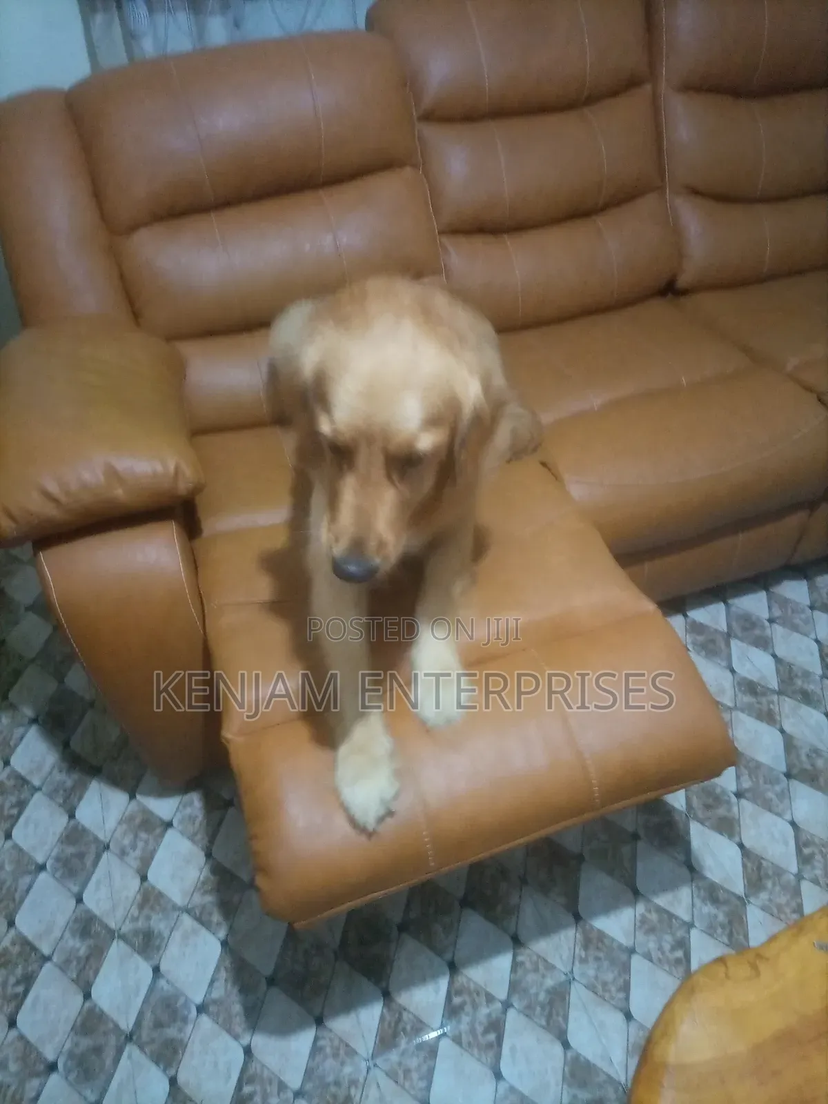 1+ year Male Purebred Golden Retriever