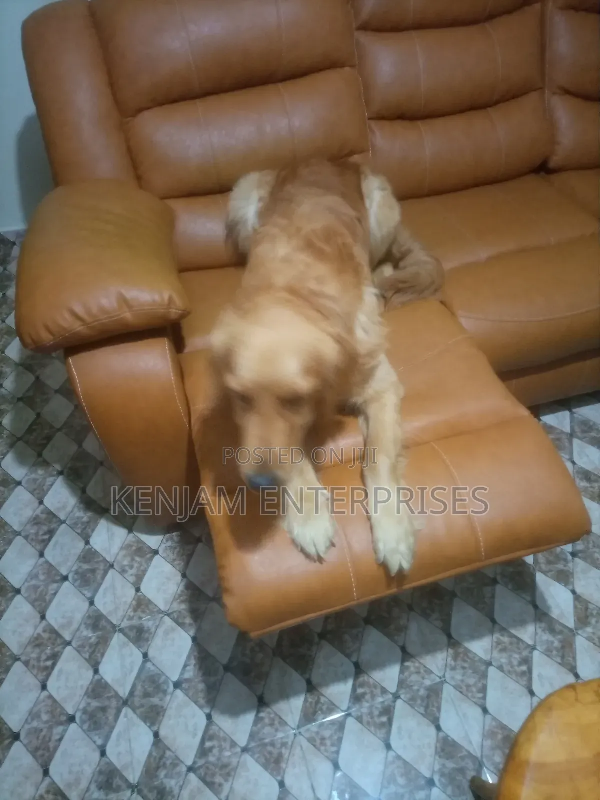1+ year Male Purebred Golden Retriever