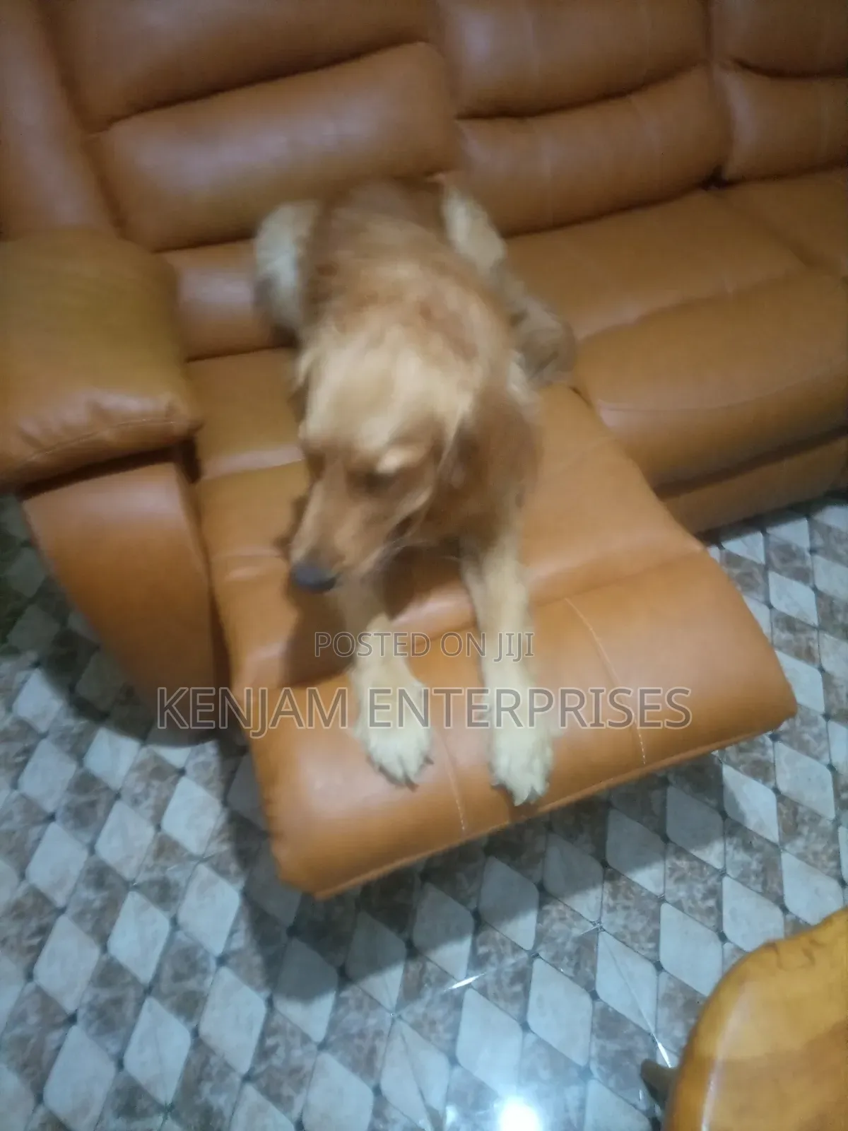 1+ year Male Purebred Golden Retriever