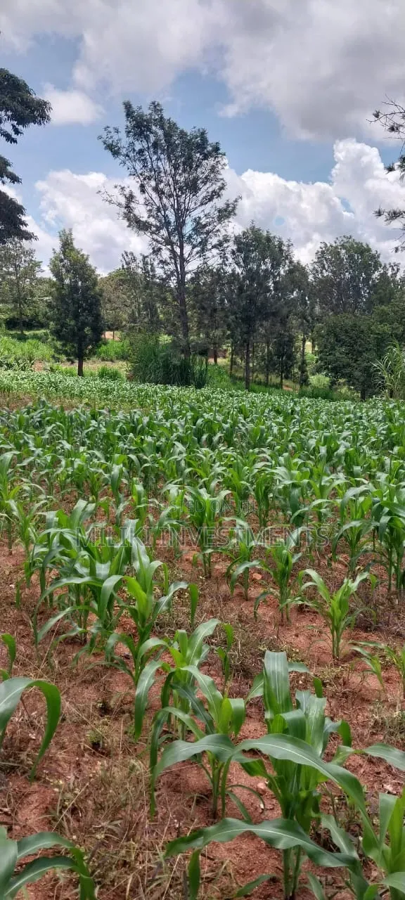 4 Acres on Sale at Makuyu -Mihang'o