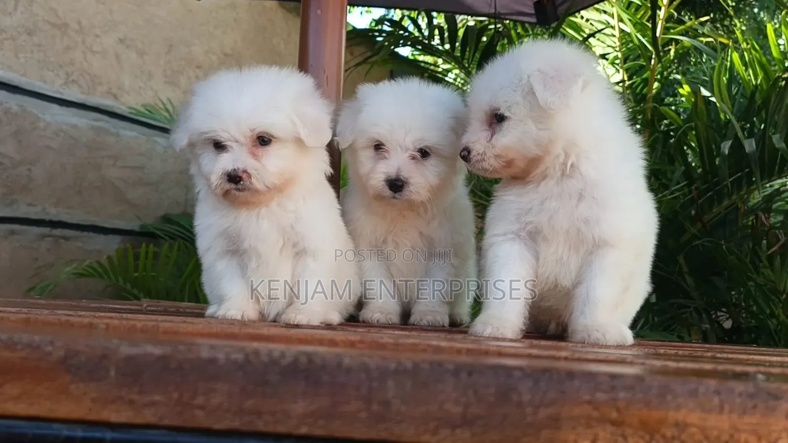 1-3 months Male Purebred Havanese