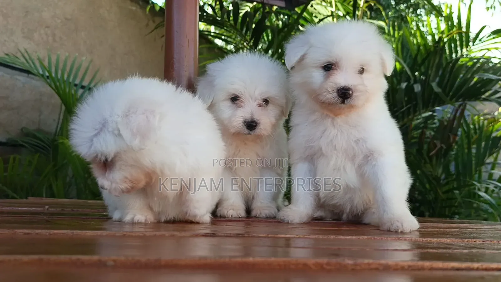 1-3 months Male Purebred Havanese