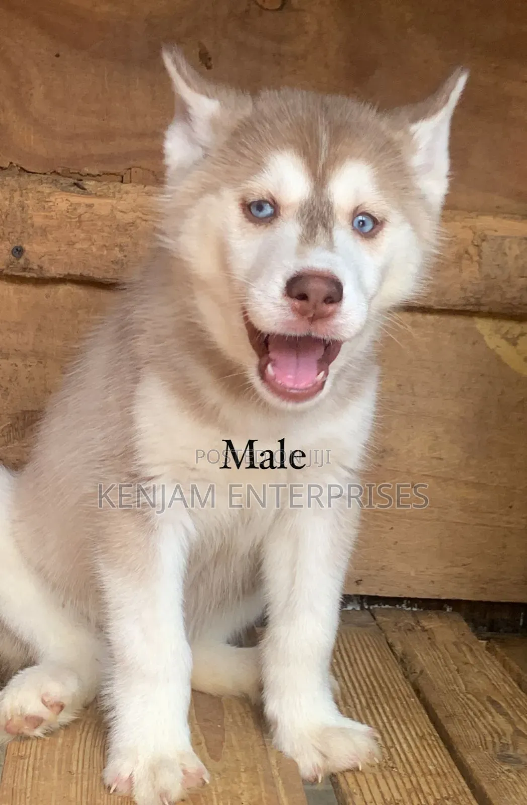 1-3 months Male Purebred Siberian Husky