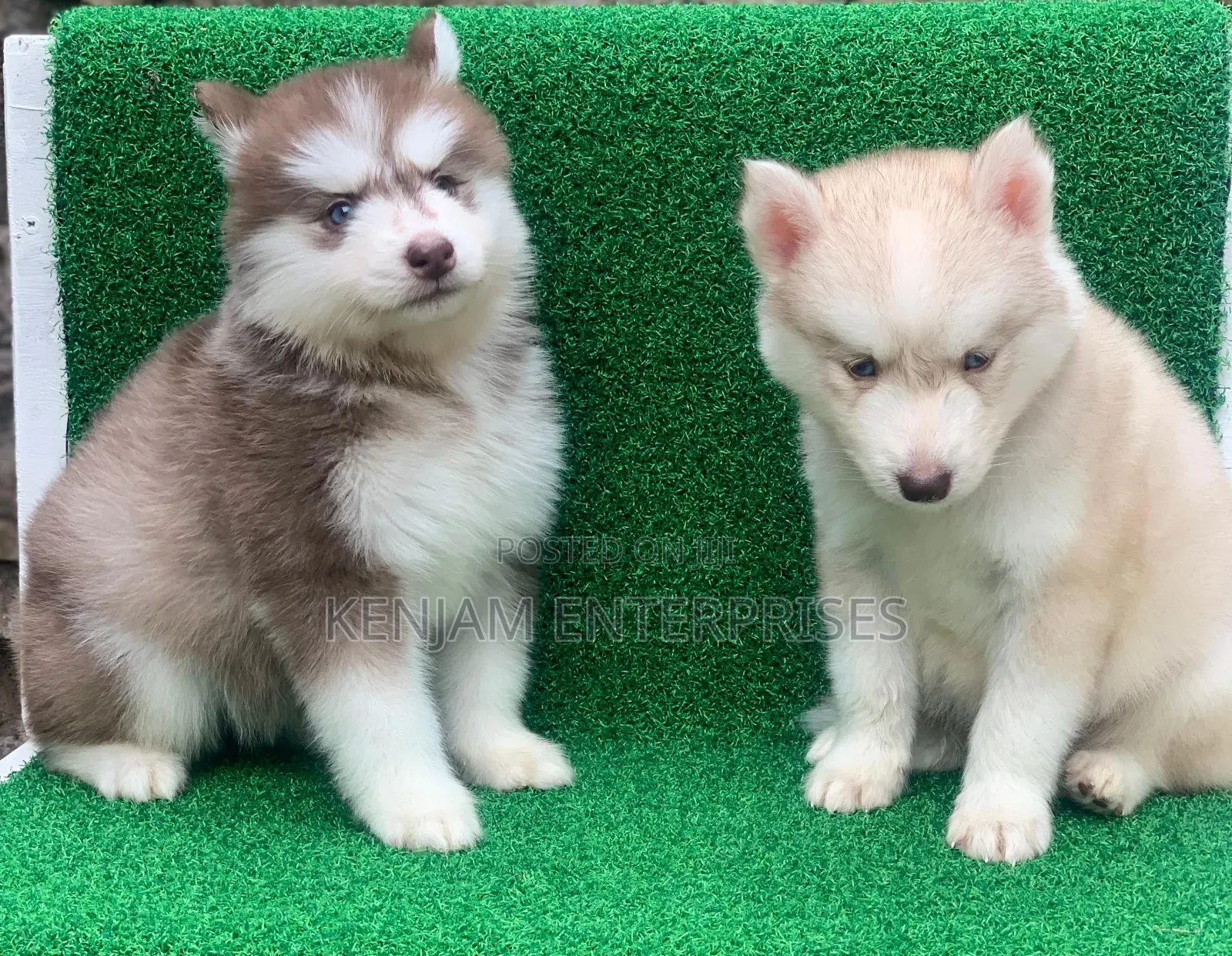 1-3 months Male Purebred Siberian Husky