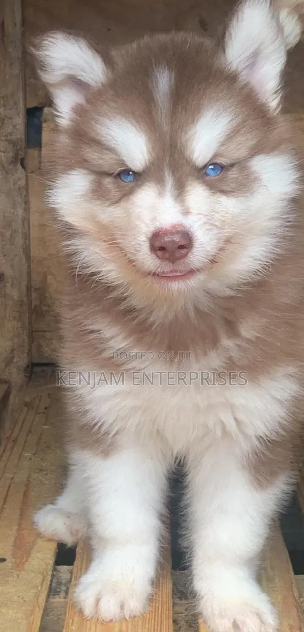 1-3 months Female Purebred Siberian Husky