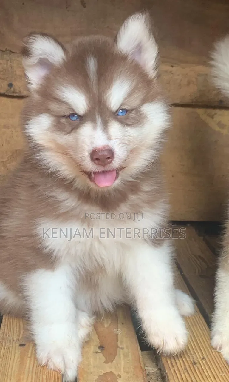 1-3 months Female Purebred Siberian Husky