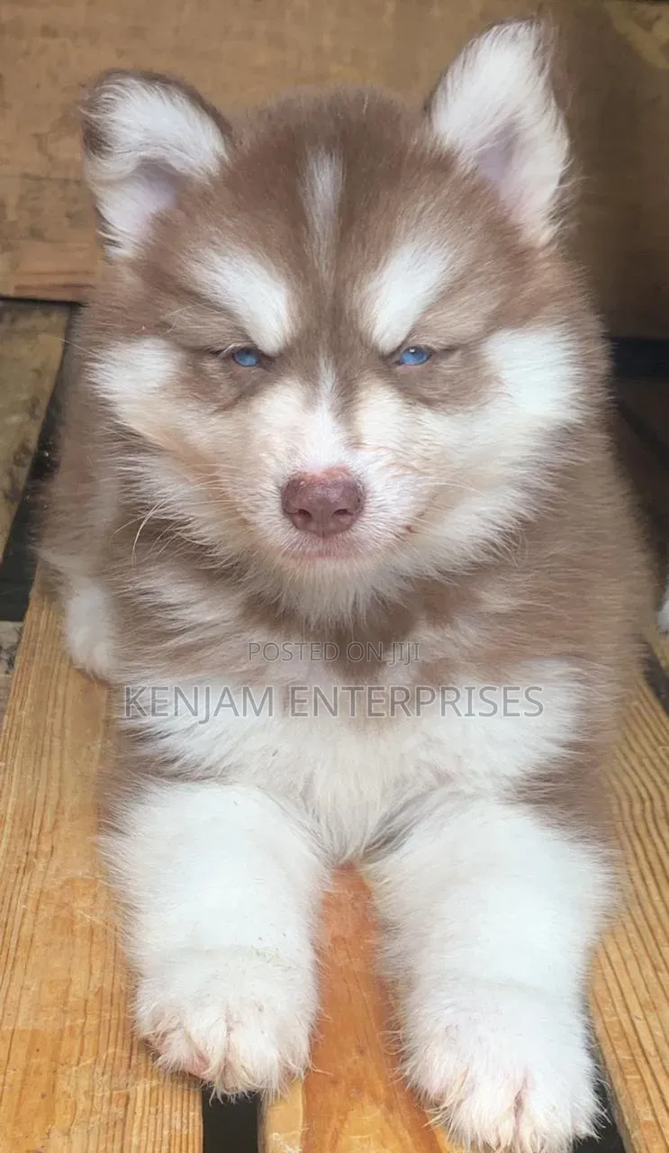 1-3 months Male Purebred Siberian Husky