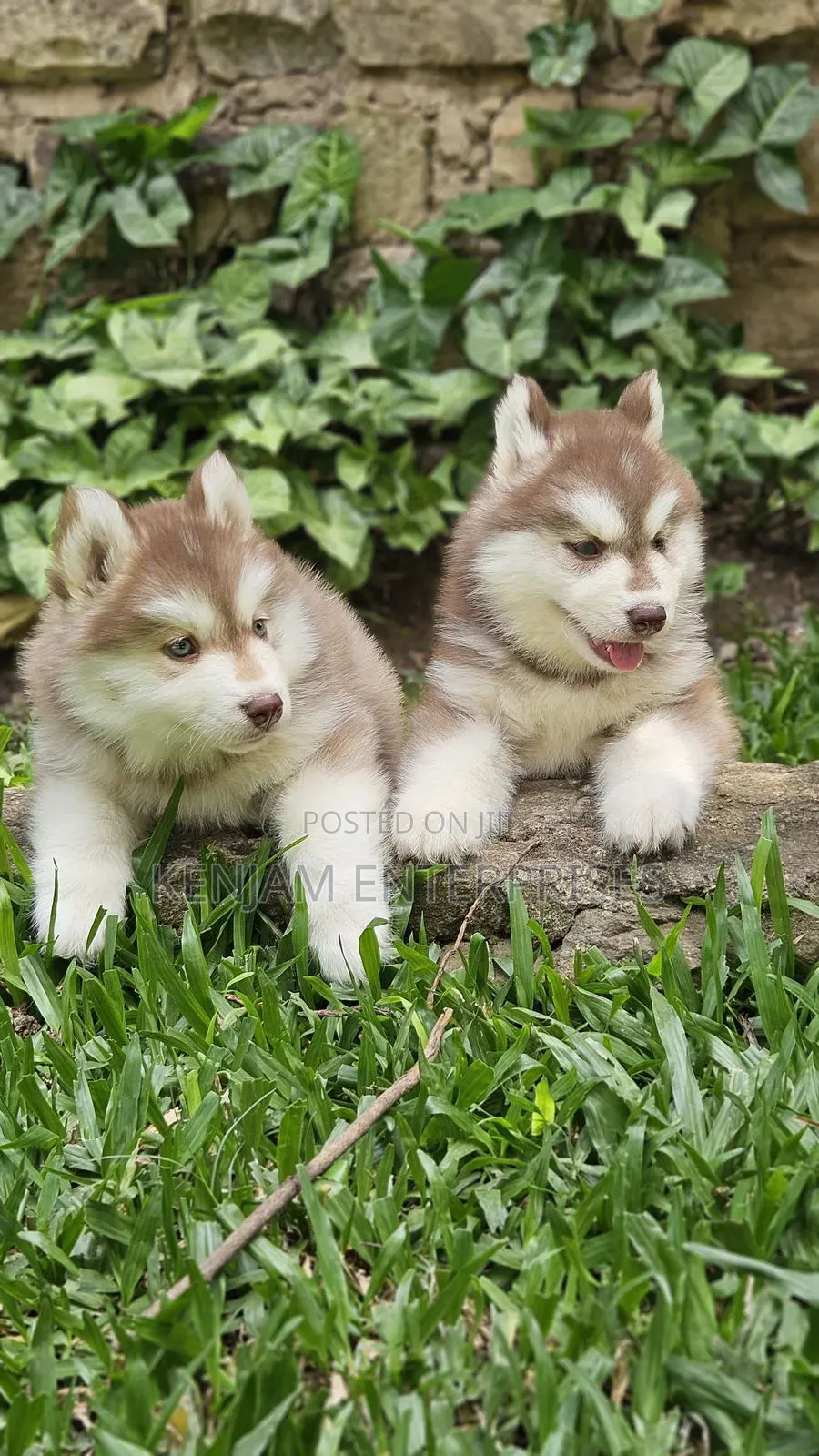 1-3 months Male Purebred Siberian Husky