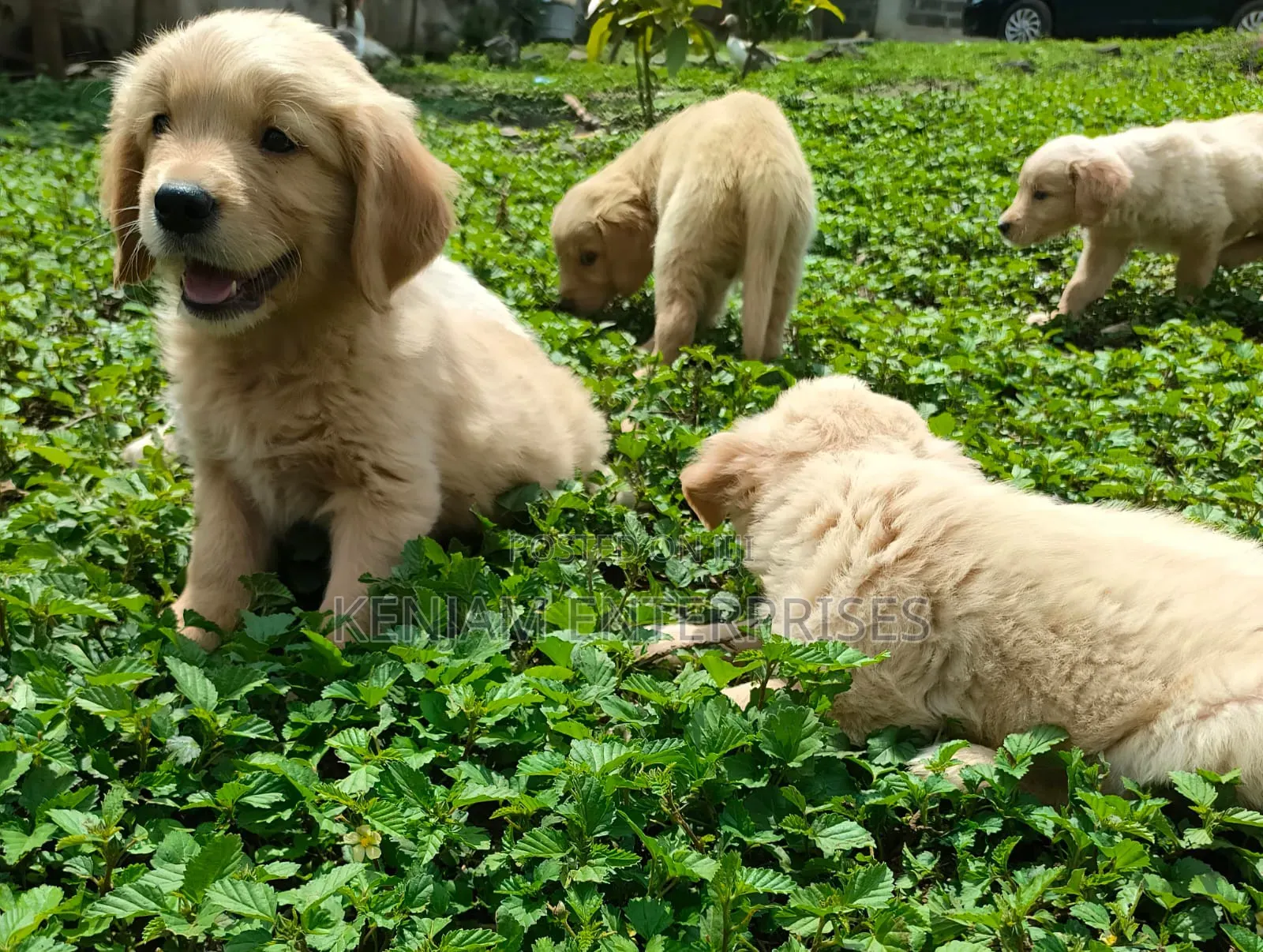 1-3 months Male Purebred Golden Retriever