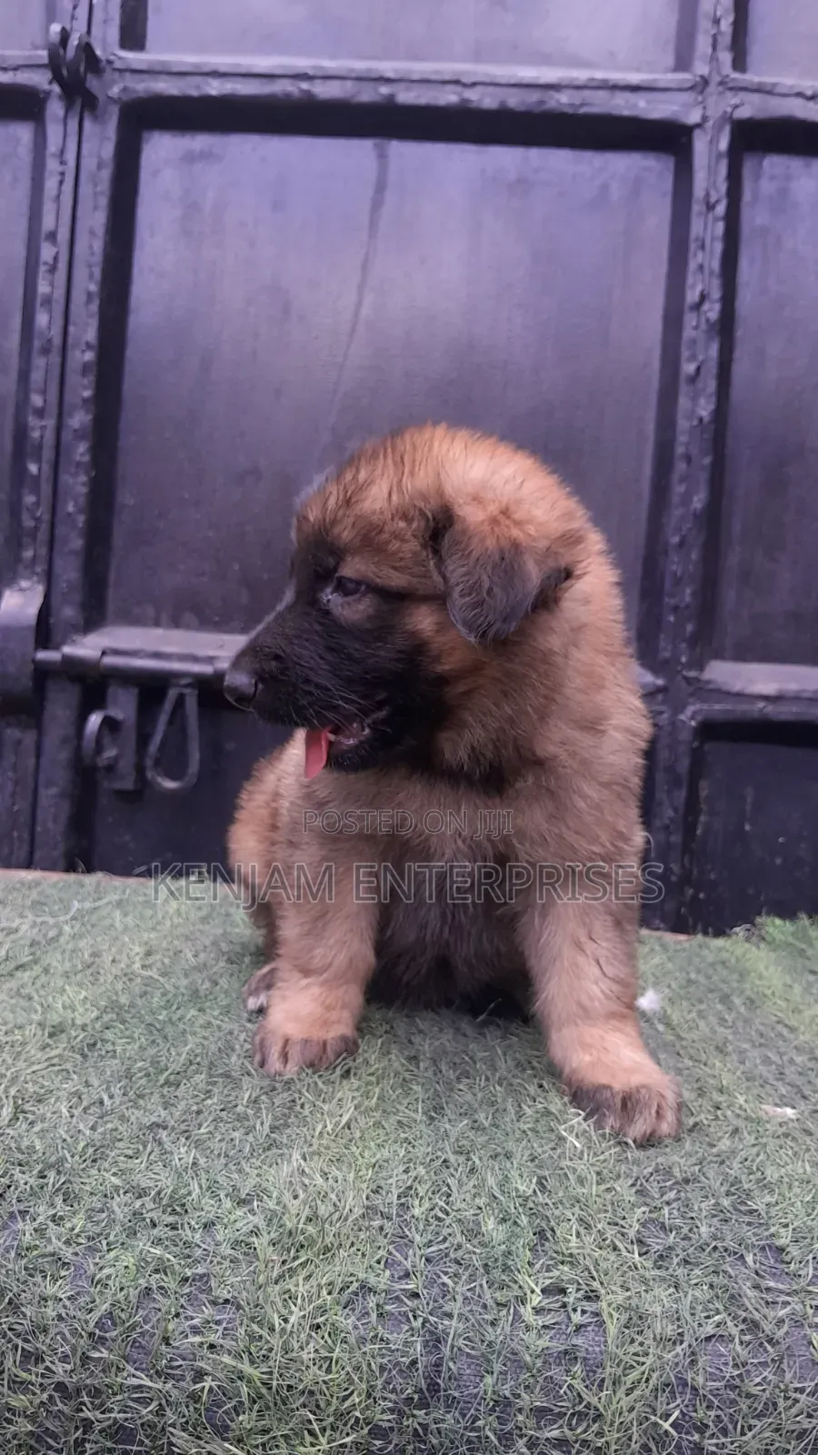 1-3 months Female Purebred German Shepherd
