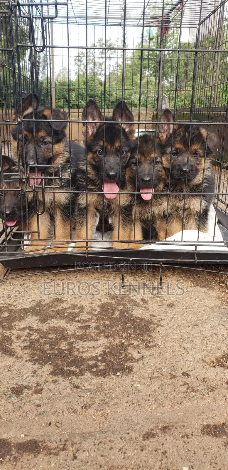 1-3 months Male Purebred German Shepherd