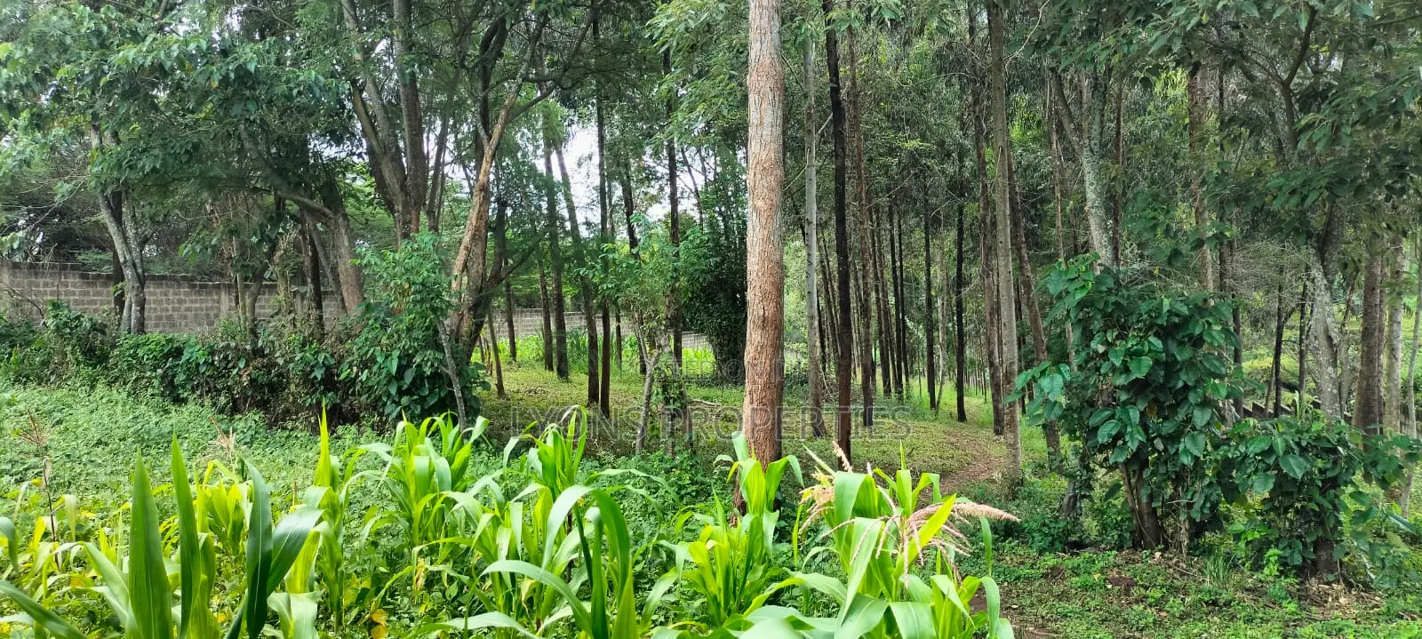 2.5 Aacre Land for Sale