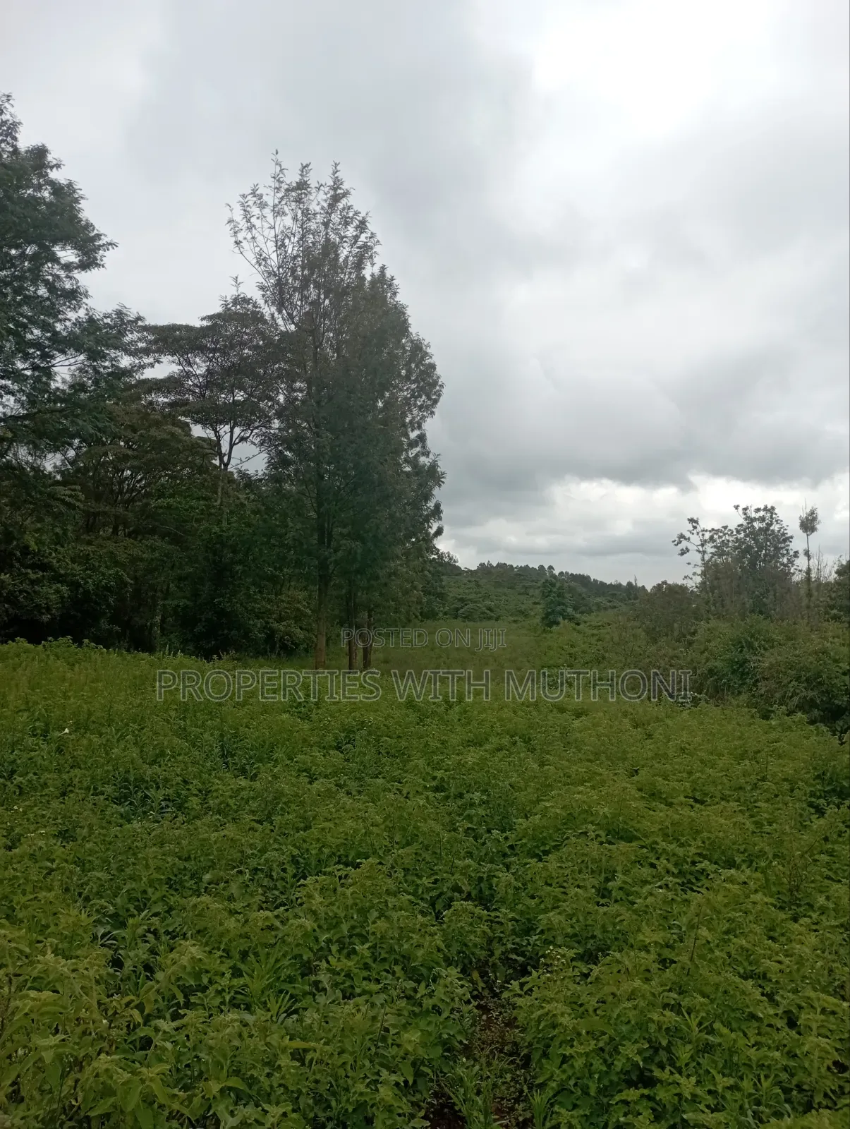 1 Acre Land for Sale in Matasia, Ngong.