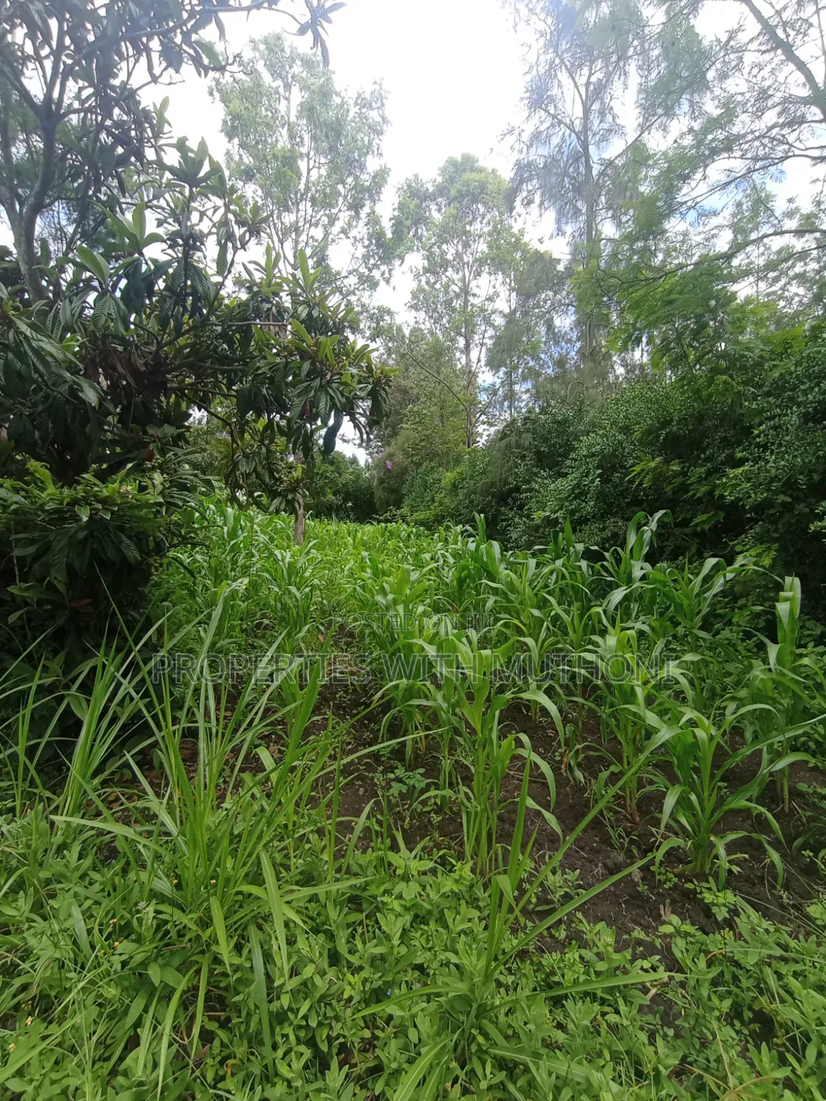1 Acre Land for Sale in Matasia, Ngong.