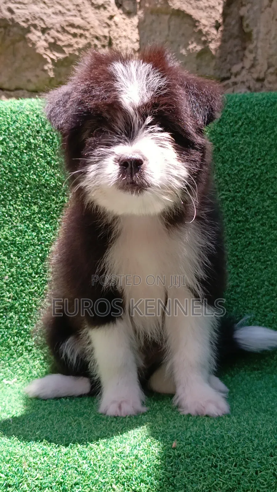 1-3 months Female Purebred Havanese
