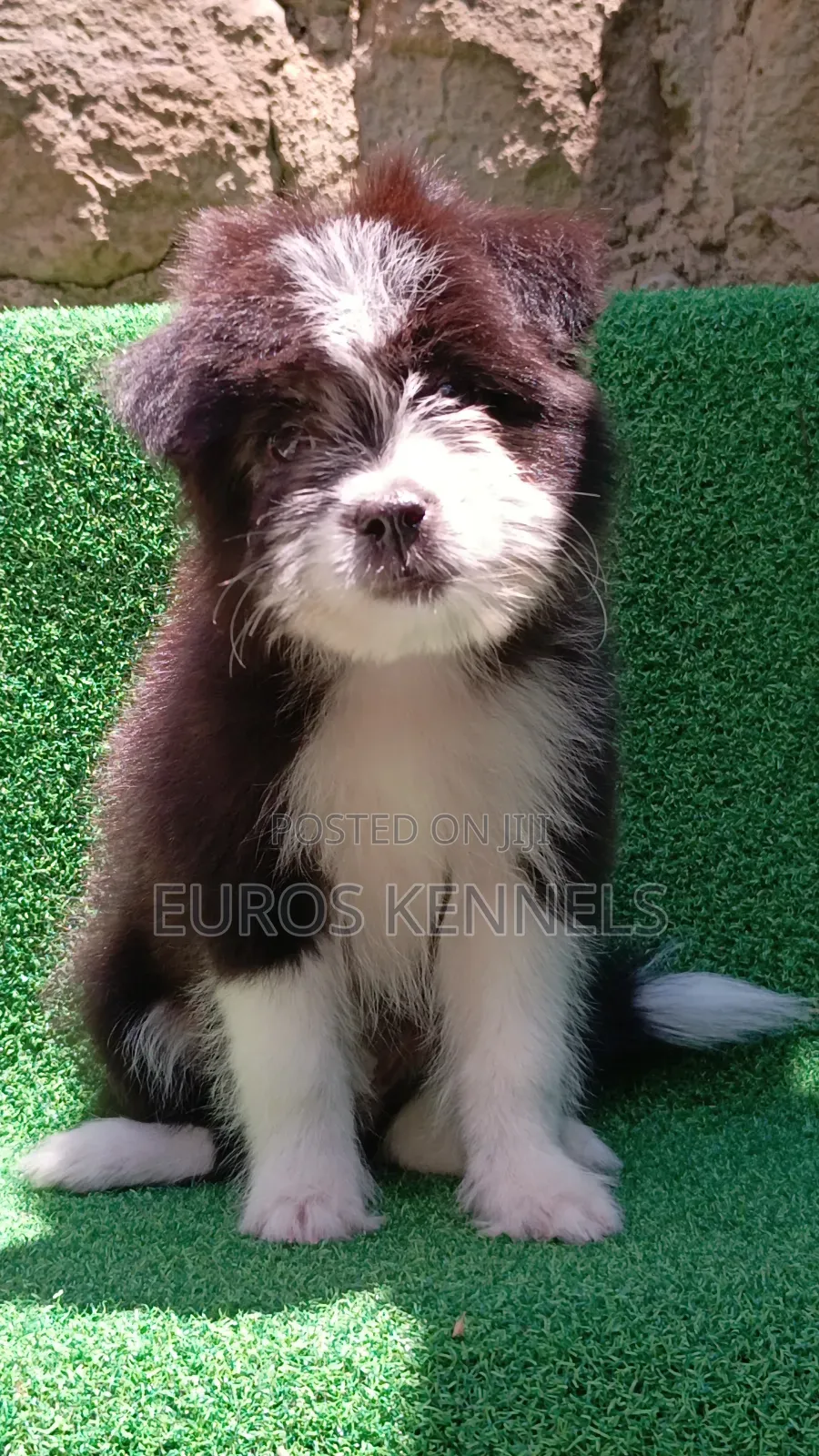 1-3 months Female Purebred Havanese