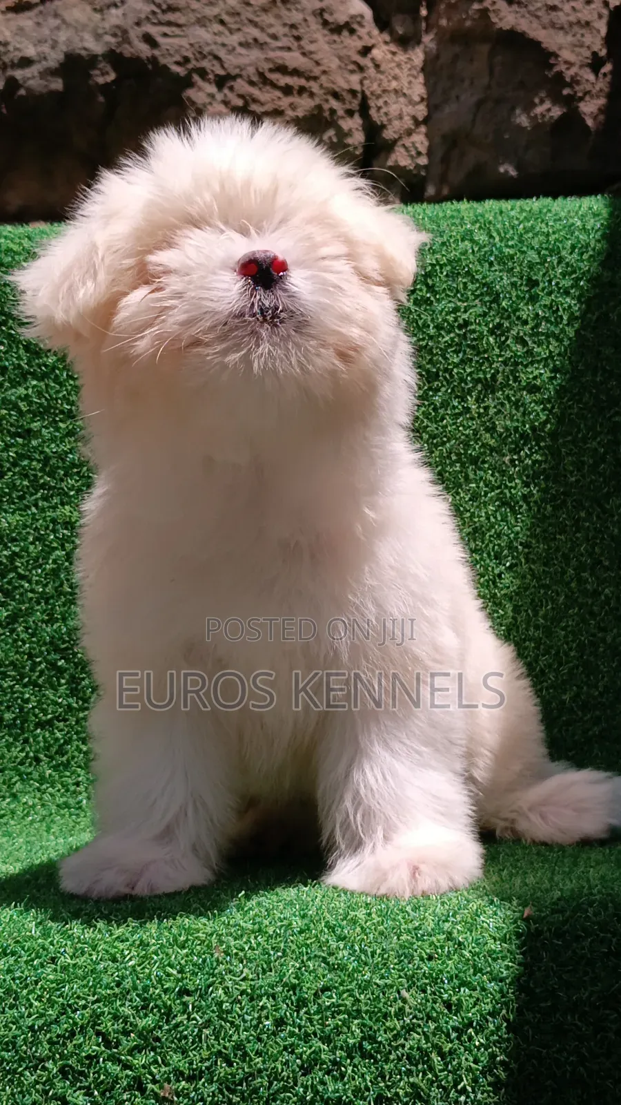 1-3 months Female Purebred Havanese