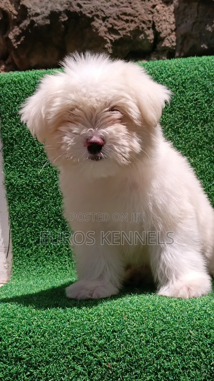 1-3 months Female Purebred Havanese