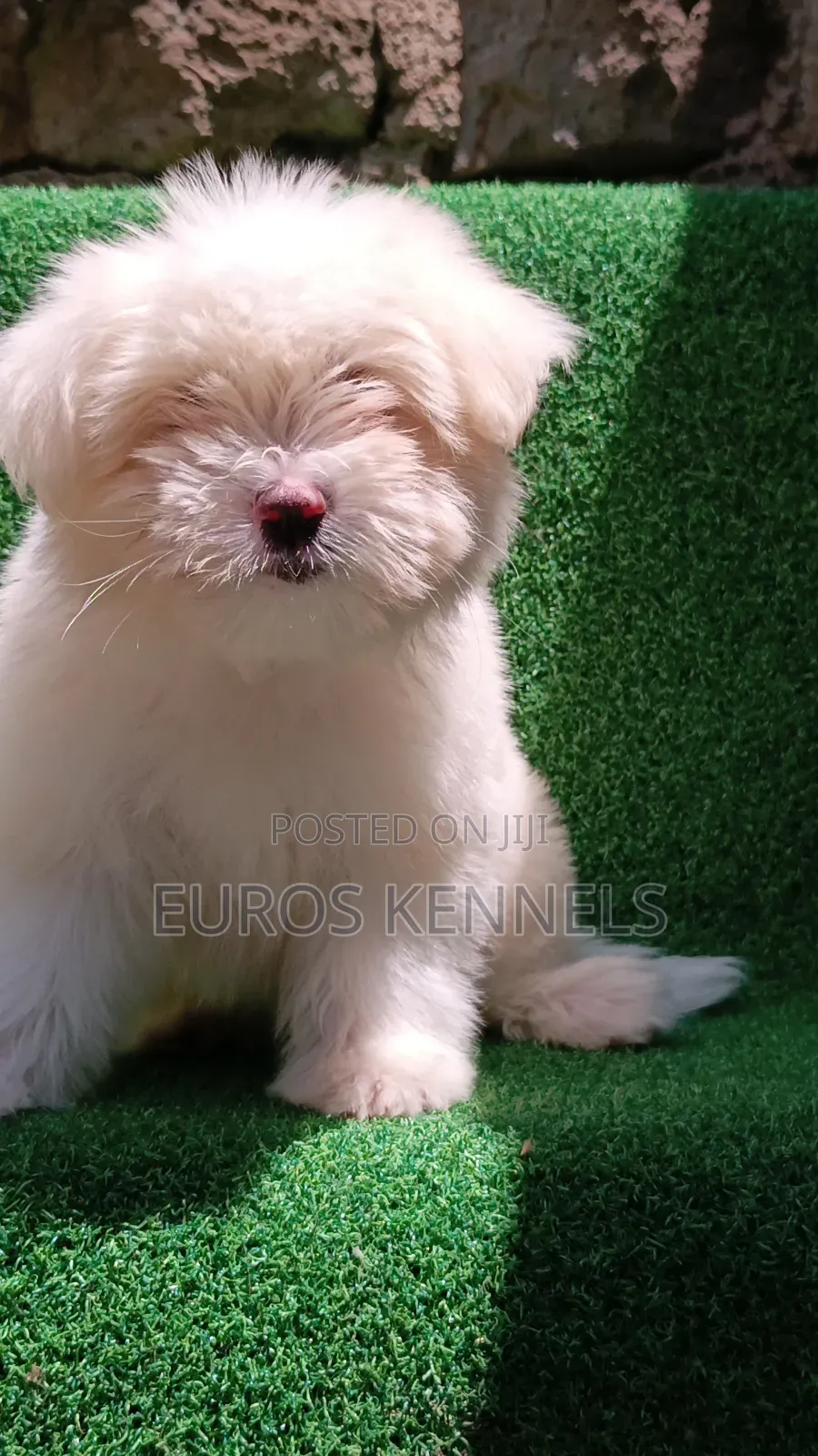 1-3 months Female Purebred Havanese