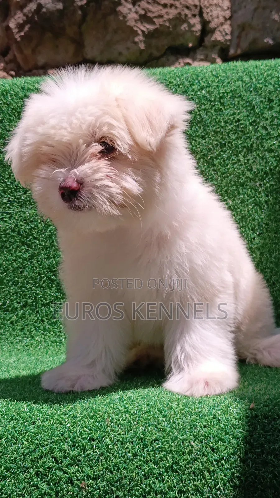1-3 months Female Purebred Havanese