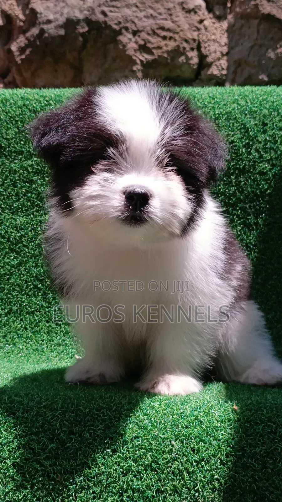 1-3 months Male Purebred Havanese