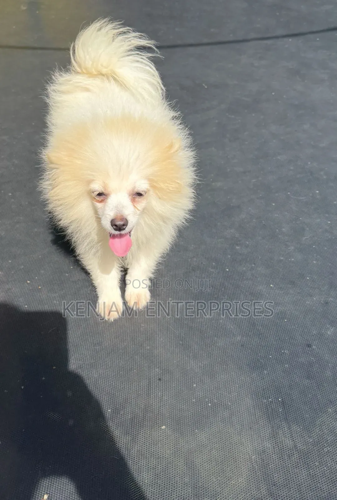3-6 months Male Purebred Pomeranian