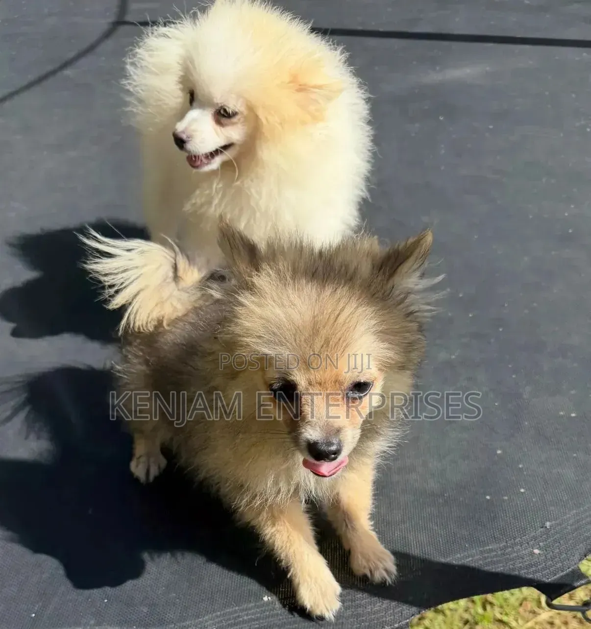 3-6 months Female Purebred Pomeranian
