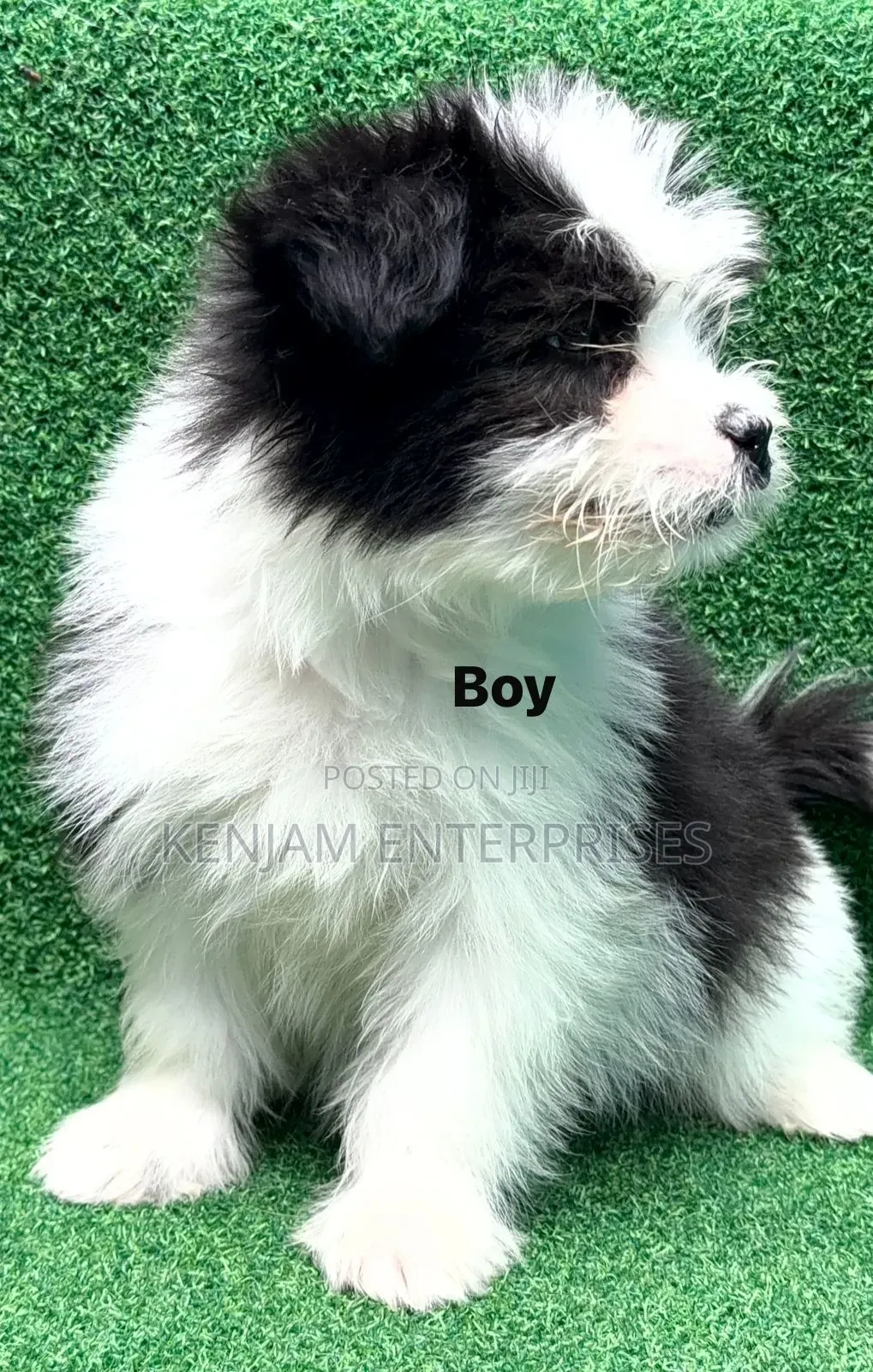 1-3 months Male Purebred Havanese