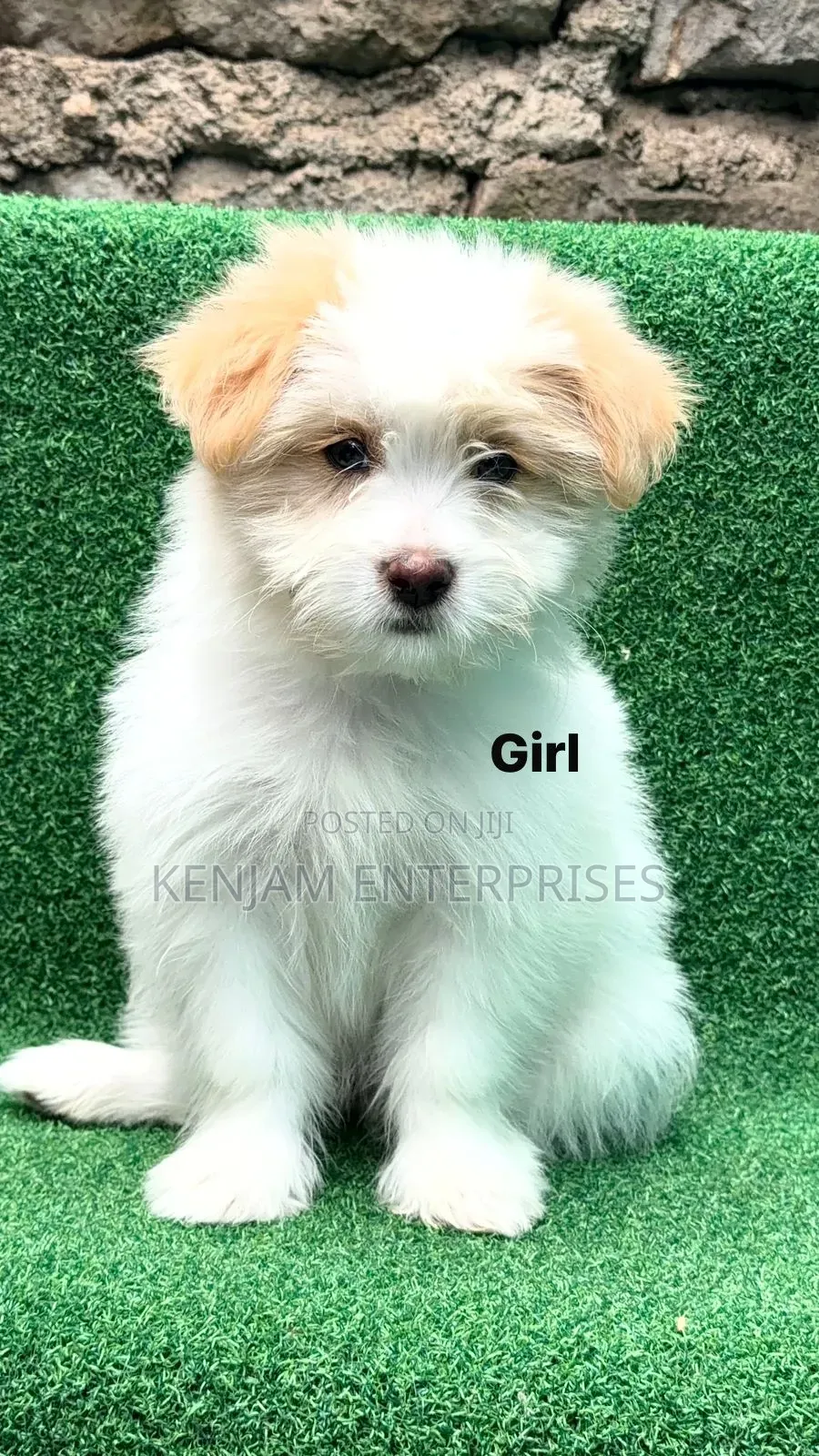 1-3 months Female Purebred Havanese