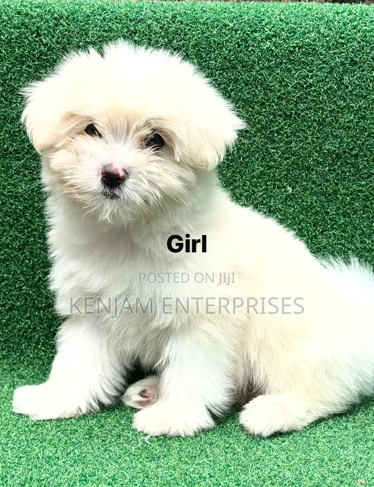 1-3 months Female Purebred Havanese