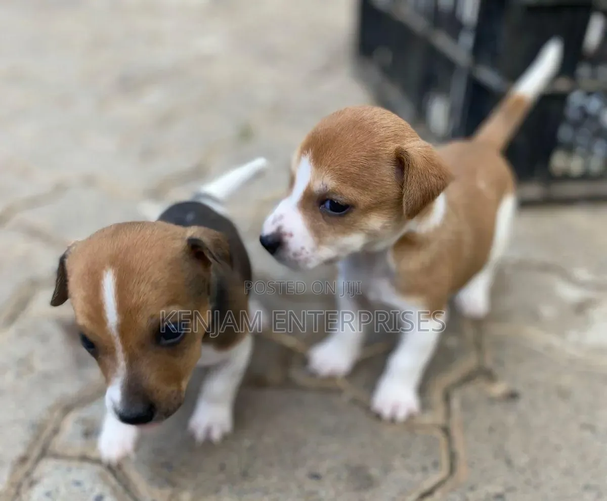 1-3 months Female Purebred Jack Russell Terrier