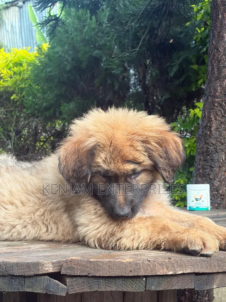 1-3 months Male Purebred Caucasian Shepherd