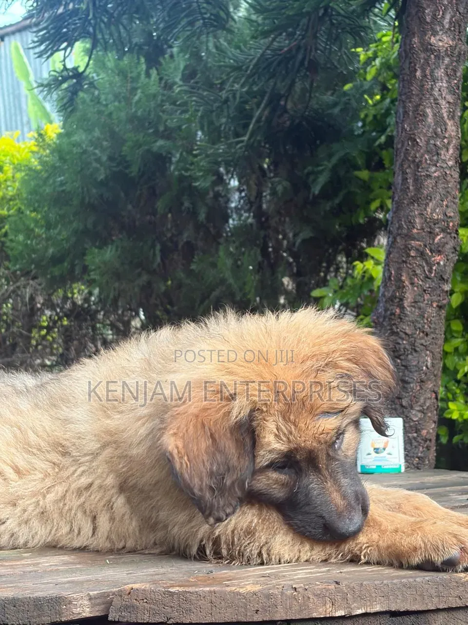 1-3 months Female Purebred Caucasian Shepherd