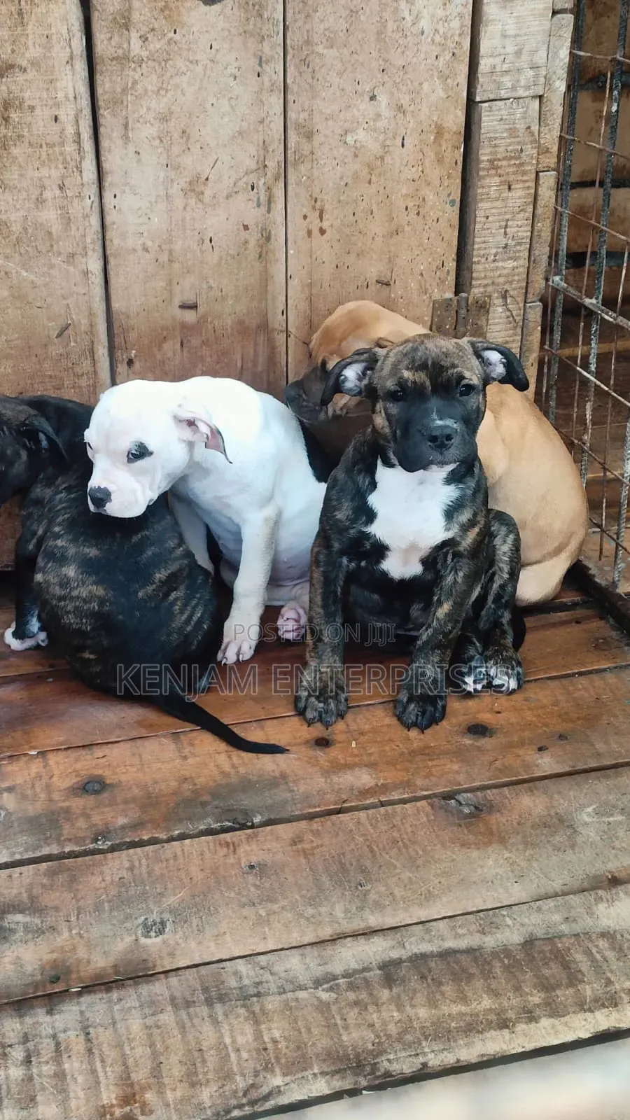 1-3 months Male Purebred American Pit Bull Terrier
