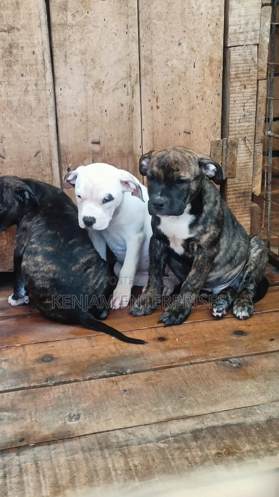 1-3 months Male Purebred American Pit Bull Terrier