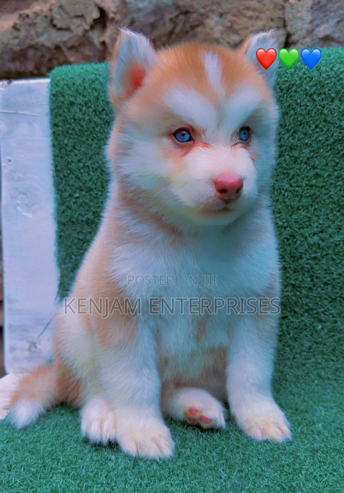 1-3 months Male Purebred Siberian Husky