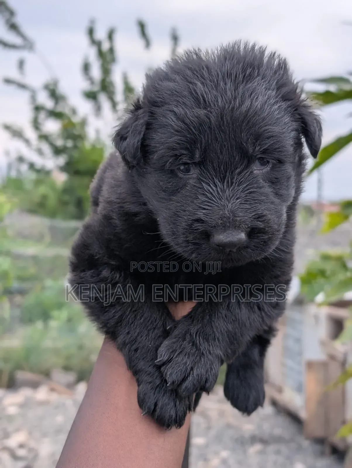 1-3 months Male Purebred German Shepherd
