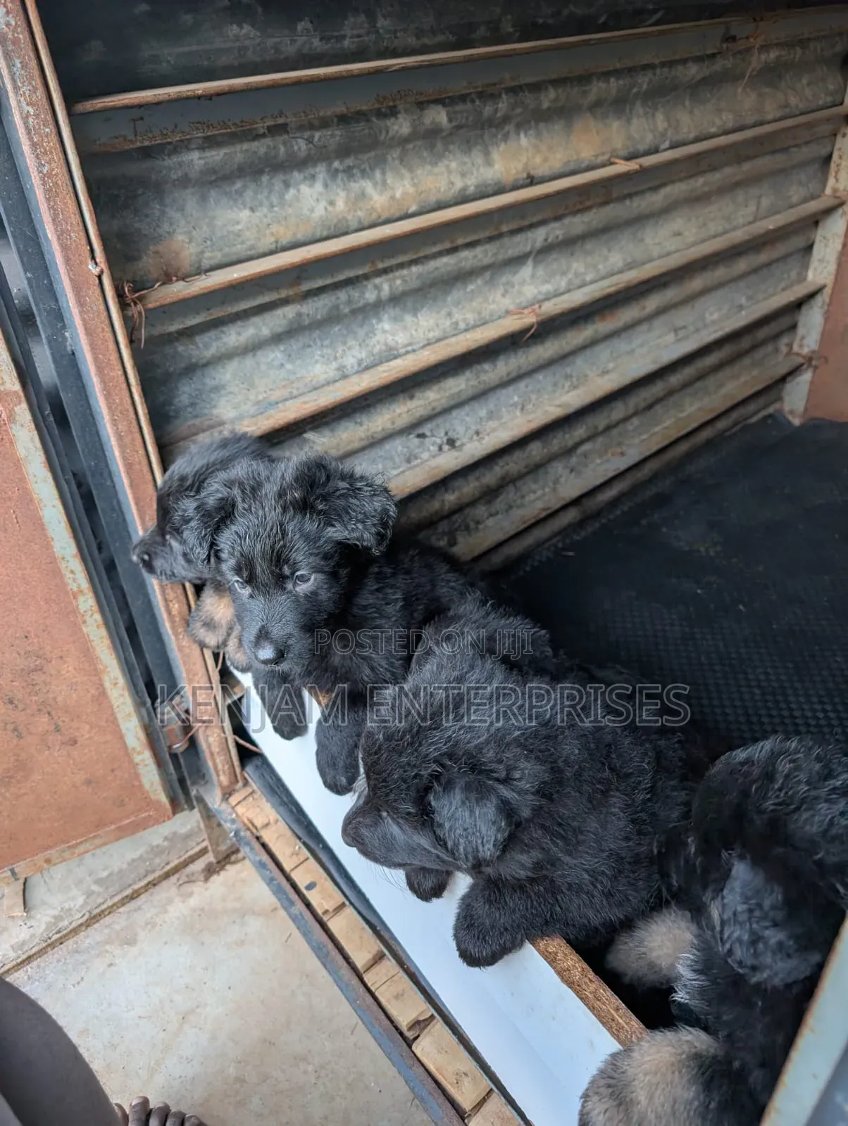 1-3 months Male Purebred German Shepherd